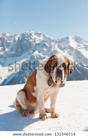 Similar – Image, Stock Photo Bernard mountain dog with broken tusks