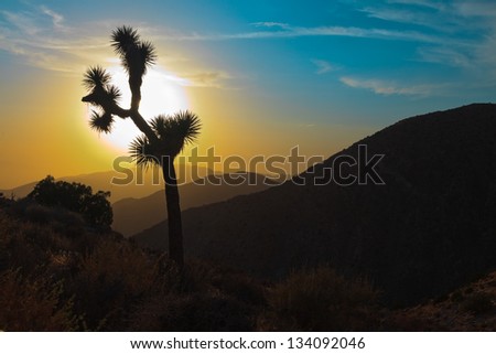Silhouette of Joshua tree at sunset. USA. California.