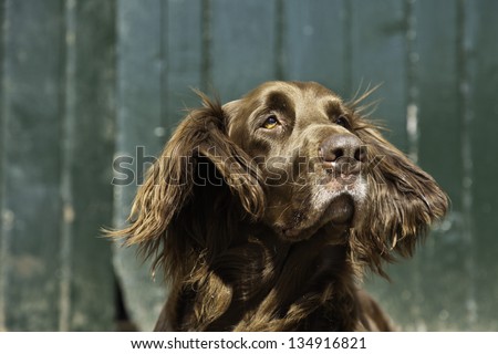 German pointer dog on farm in front of green wooden door.