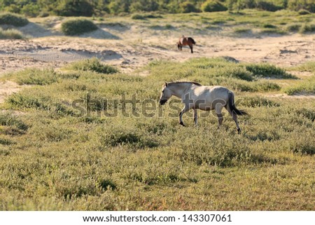Grazing wild horse in grass dune landscape. Konik horse.