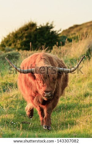 Scottish highlander cow with big horns walking to camera in grass dune landscape.