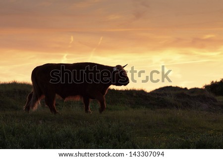 Silhouette of scottish highlander cow walking in grass dune landscape at sunset.