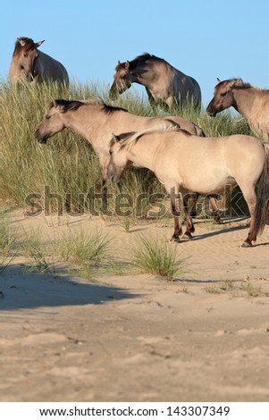 Group of wild horses in grass dune landscape. Konik horses.