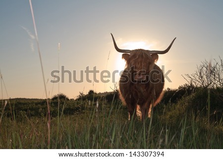 Scottish highlander cow walking to camera in grass dune landscape at sunset.
