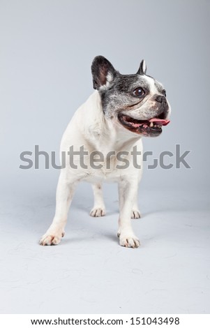 Old french bulldog black and white isolated against grey background. Studio portrait.