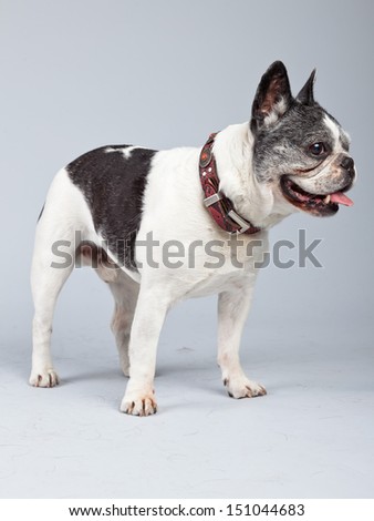 Old french bulldog black and white isolated against grey background. Studio portrait.