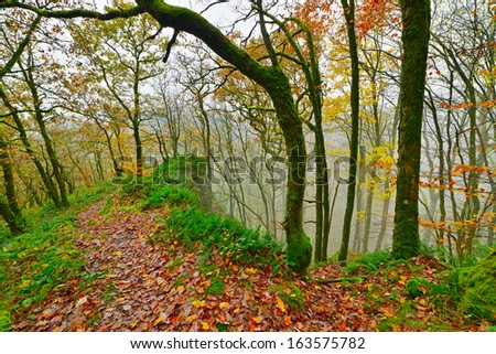 Green mossy rocks and trees. Ground covered with autumn leafs. Mountain landscape. Vresse sur Semois. Ardennes. Belgium.