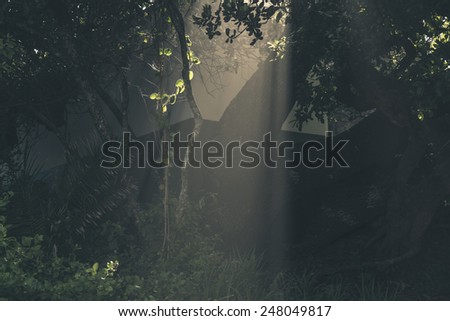 Beam of sunlight through tree.