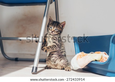 Adorable little grey kitten balancing upright using the cross bar of a chair as a support as it sits alongside its bed indoors