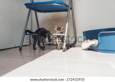 Two grey tabby kittens playing on a metal chair clambering over the legs and supports in the sunshine alongside their bed