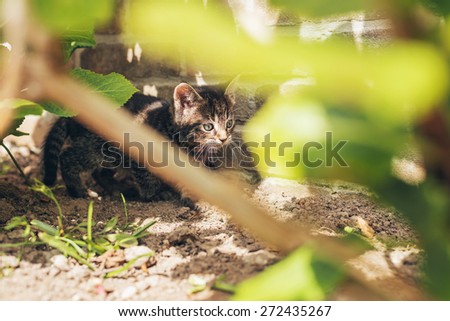 Cute grey kitten hiding behind green leaves as it plays in the garden alongside the wall of the house, viewed between the leaves