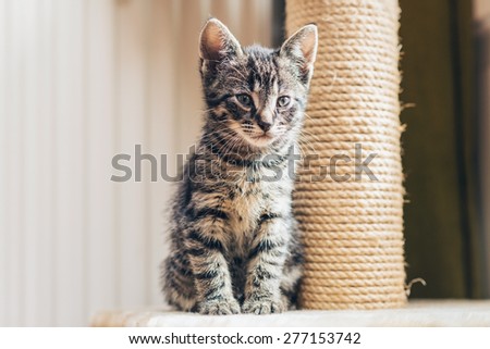 Cute little tabby kitten with a new scratching post sitting close up against it staring thoughtfully ahead