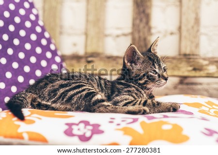 Young striped tabby kitten spending a lazy day in the sun relaxing on a colorful purple and white polka dot cushions on a garden chair
