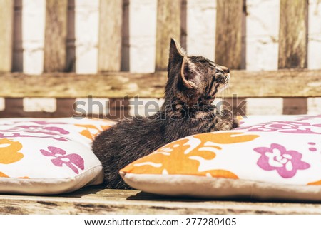 Little kitten snuggling between colorful cushions laid out on a wooden garden bench looking up alertly into the air watching something