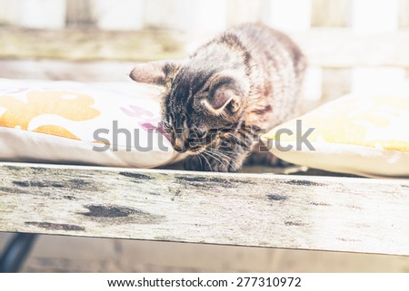 Young grey striped tabby kitten on a wooden garden bench crouching between two colorful cushions looking down at the ground, with copyspace