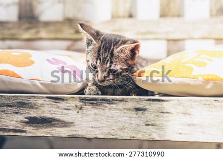 Pretty little tabby kitten lying amongst colorful floral cushions on a wooden garden bench looking down intently at the ground below