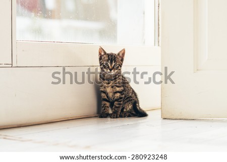 Quiet Small Gray Tabby Cat Sitting Near the Glass Window Inside the House and Looking at the Camera.