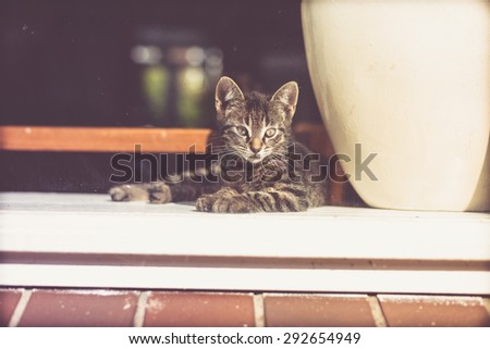 Cute little tabby kitten lying waiting watching alertly through the glass door for the return of its owner