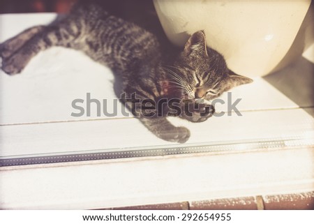 Comfortable tired little grey tabby kitty lying sleeping in the sunshine inside a glass door to the house