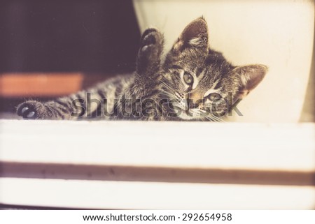 Cute Gray Tabby Kitten Resting Near the Glass Window Inside the House, Looking Into Distance in a Pensive Facial Expression.