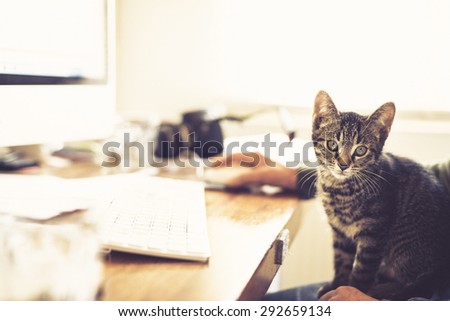 Alert little tabby kitten sitting on a mans lap as he works at his computer in an office staring intently at the camera