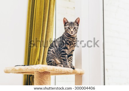 Young striped tabby cat sitting on a pedestal on top of its scratching post indoors in front of a window staring intently at the camera, copyspace and golden drape background