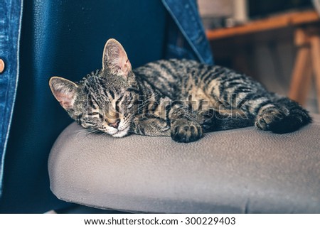 Close up Domestic Cute Tabby Cat Pet Sleeping on Top of a Gray Chair Inside the House.