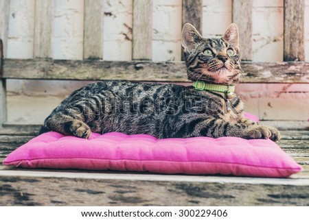 Gray Striped Domestic Tabby Cat with Green Collar Resting on a Pink Flat Pillow on Top of a Wooden Bench and Looking Up Seriously