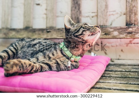 Domestic Tabby Cat Pet with Light Green Collar Looking Up Seriously While Resting on a Pink Pillow on Top of a Vintage Wooden Seat.