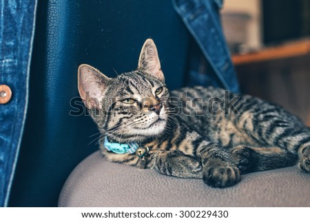 Close up Gray Striped Tabby Cat Pet with Light Blue Collar Resting on a Chair and Looking Up Seriously.