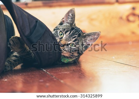 Playful young tabby cat chewing on backpack lying on wooden floor in home.