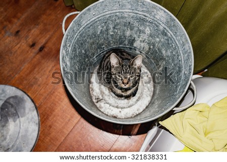Young tabby cat sitting in empty garbage bin. High angle view.