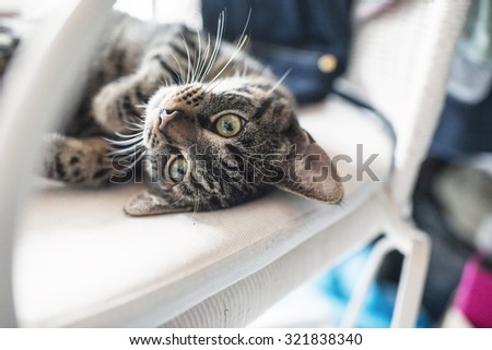 Playful lazy young tabby cat lying on his back on white chair.