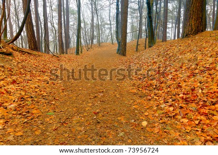Path in autumn forest with mist. Ground covered with orange leafs.