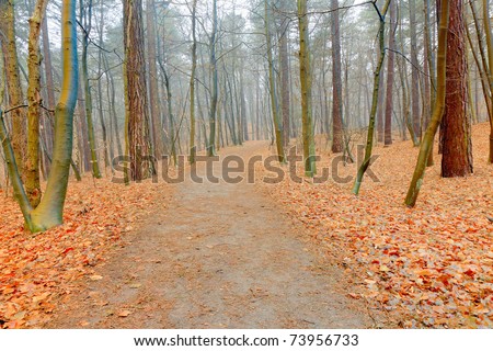 Path in autumn forest with mist. Ground covered with orange leafs.
