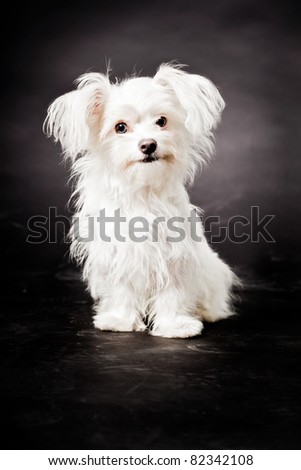 Young white boomer dog isolated on black background