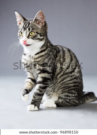Young tabby cat isolated on grey background