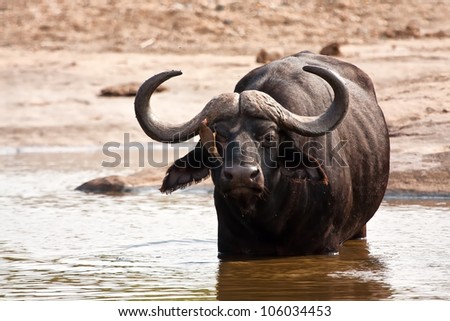 Buffalo bull standing in water with ox-pecker on his face