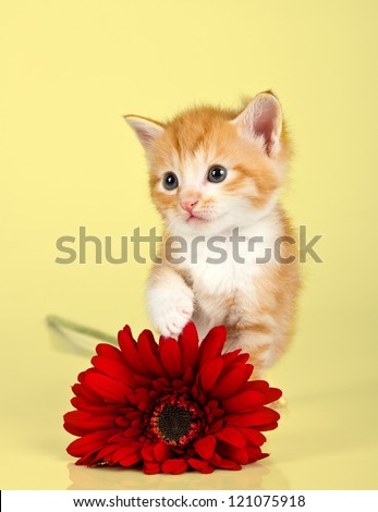 Cute kitten toughing a red flower against a yellow background