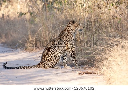 Male leopard sitting in a dirt road in morning sun