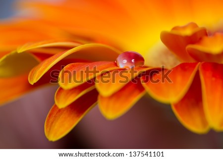 Macro of drops on orange flower detail blue cold