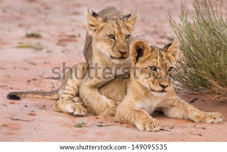Two cute lion cubs playing on sand in the Kalahari closeup