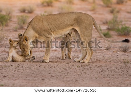 Lioness and cubs play in the Kalahari on sand as a family