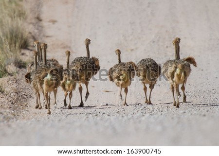 Group of small ostrich chickens running down a dry road
