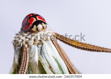 Dandelion head with a lady bug on top and white background