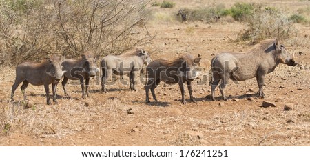 Pano image of warthog family standing in dry bush looking for food