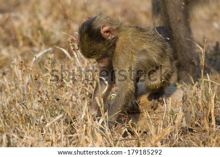 Cute baby baboon sit in brown grass learning about nature and what to do