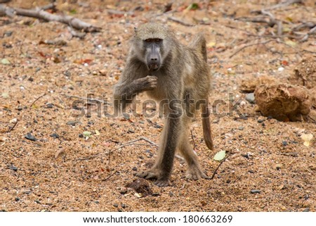 Baboon walking along wet river bed looking for bits to eat