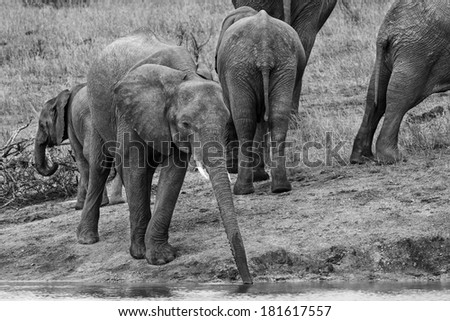 Young elephant drink water with long extended trunk artistic conversion