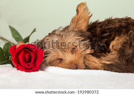 Tired cute little Yorkshire terrier resting on a soft bed with red flower